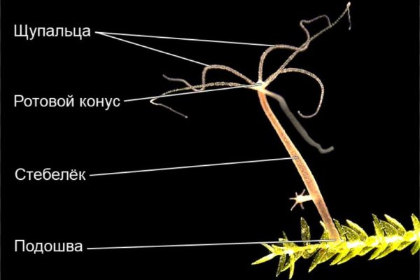 Как зарегистрироваться на кракене